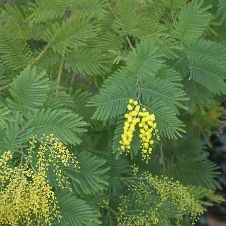 Lejlighed Le La Petite Colline A *